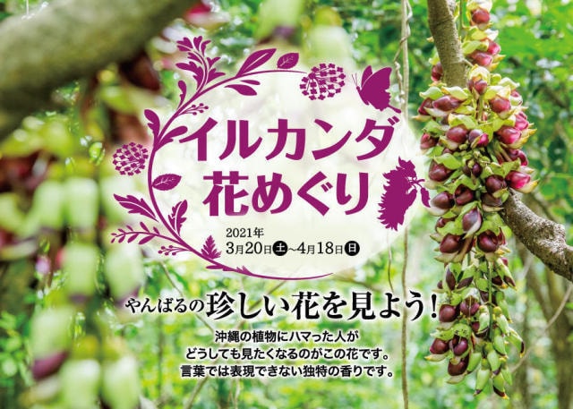 イルカンダ花めぐり 沖縄県 の観光イベント情報 ゆこゆこ