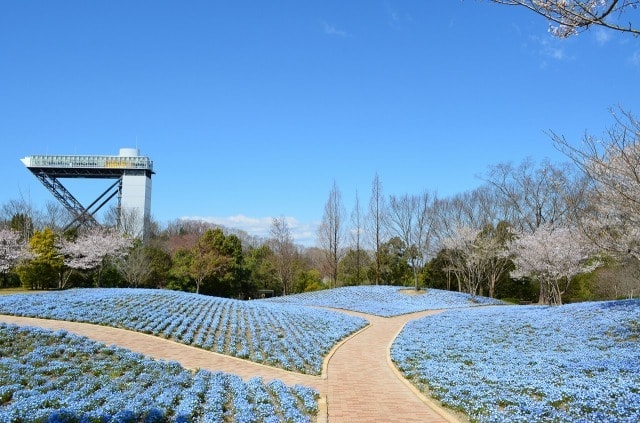 花フェスタ記念公園 スプリングフェア 岐阜県 の観光イベント情報 ゆこゆこ