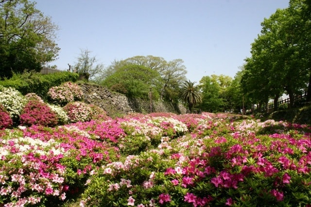 花 見ごろ 和歌山城内 和歌山県 の観光イベント情報 ゆこゆこ