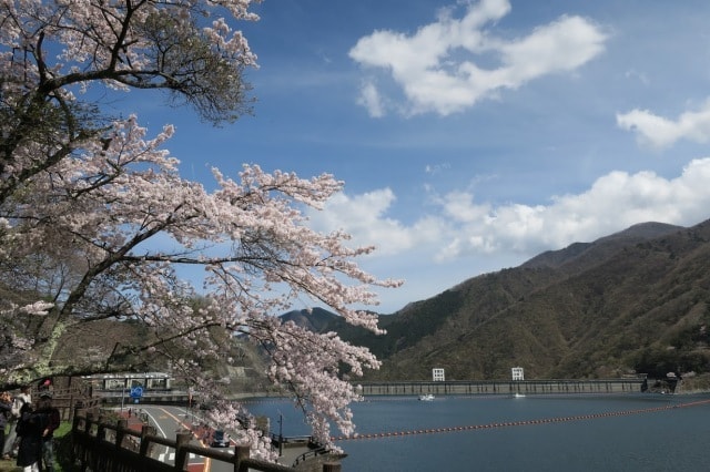 桜 見ごろ 奥多摩湖 東京都 の観光イベント情報 ゆこゆこ