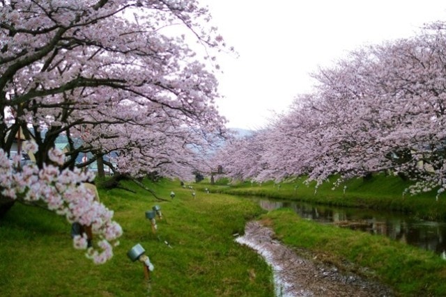 桜 見ごろ 花吹雪温泉まつり 島根県 の観光イベント情報 ゆこゆこ