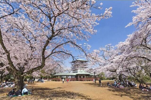 桜 見ごろ 生田緑地 神奈川県 の観光イベント情報 ゆこゆこ 桜 見ごろ 生田緑地 神奈川県 の観光イベント情報 ゆこゆこ