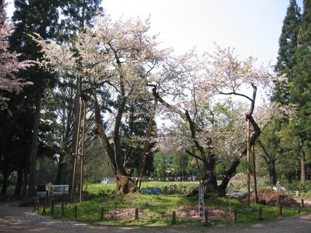 桜 見ごろ 大鹿桜 福島県 の観光イベント情報 ゆこゆこ