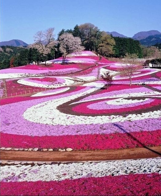 みさと芝桜公園 群馬県 の観光イベント情報 ゆこゆこ みさと芝桜公園 群馬県 の観光イベント情報 ゆこゆこ