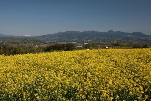 鼻高展望花の丘 菜の花まつり 群馬県 の観光イベント情報 ゆこゆこ