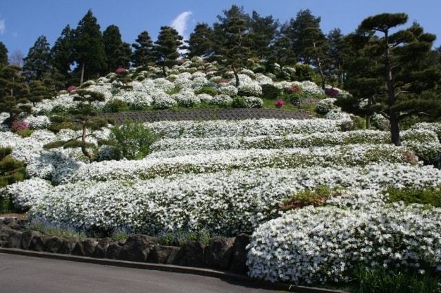 花 見ごろ 月華山かねこつつじ園 新潟県 の観光イベント情報 ゆこゆこ