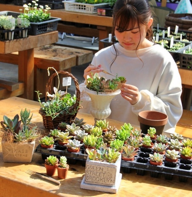 多肉植物の寄せ植え教室 群馬県 の観光イベント情報 ゆこゆこ