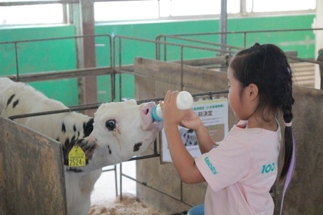 成田ゆめ牧場 牛さんの飼育係 7月 千葉県 の観光イベント情報 ゆこゆこ