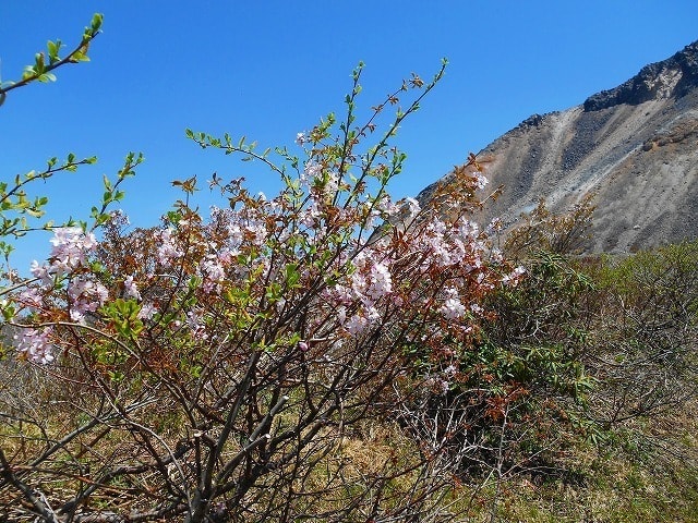 桜 見ごろ 那須岳 日の出平のミネザクラ 栃木県 の観光イベント情報 ゆこゆこ