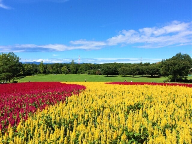 花 見ごろ 国営武蔵丘陵森林公園 羽毛ゲイトウ 埼玉県 の観光イベント情報 ゆこゆこ