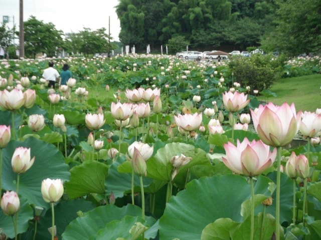 花 見ごろ つがの里 ハス 栃木県 の観光イベント情報 ゆこゆこ