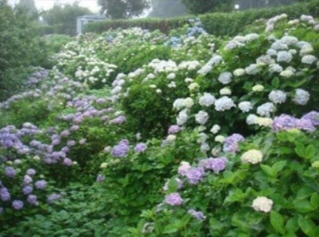 あじさい 見ごろ 高取山公園 佐賀県 の観光イベント情報 ゆこゆこ