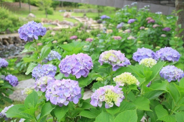 あじさい 見ごろ 淡路島国営明石海峡公園 兵庫県 の観光イベント情報 ゆこゆこ