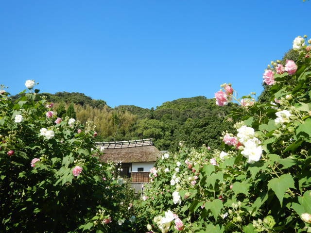 花 見ごろ 大鐘家の酔芙蓉 静岡県 の観光イベント情報 ゆこゆこ