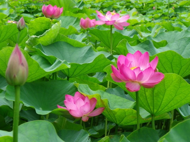 花 見ごろ 荒神谷 古代ハス 島根県 の観光イベント情報 ゆこゆこ