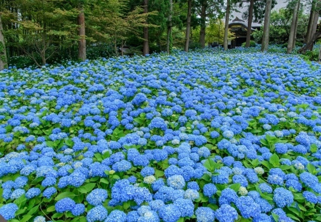 雲昌寺のあじさい 秋田県 の観光イベント情報 ゆこゆこ