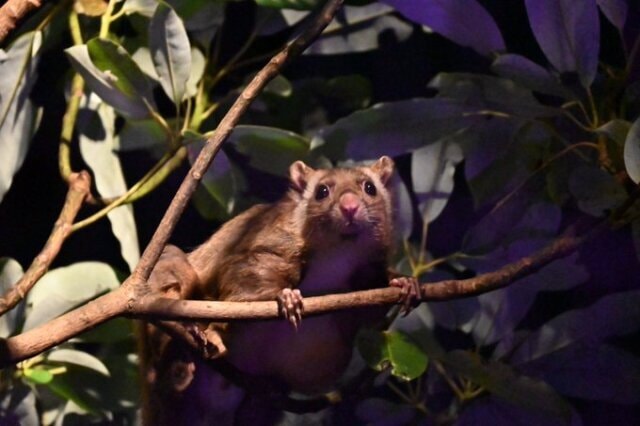 Itozu Yoru Zoo 夜の動物園 福岡県 の観光イベント情報 ゆこゆこ