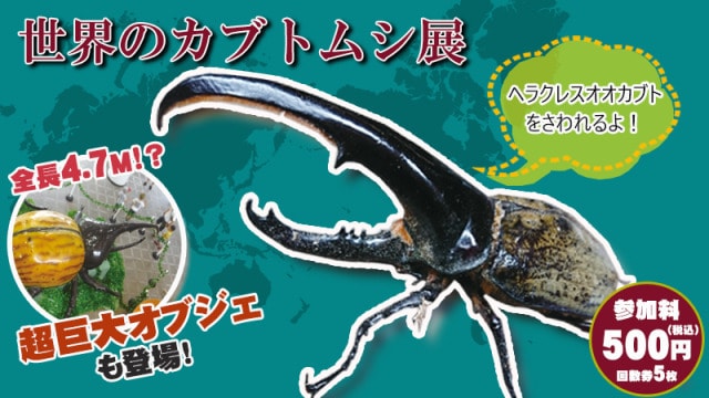 世界のカブトムシ展 熊本県 の観光イベント情報 ゆこゆこ