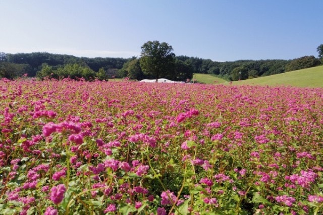 花 見ごろ 国営武蔵丘陵森林公園 赤ソバ 埼玉県 の観光イベント情報 ゆこゆこ