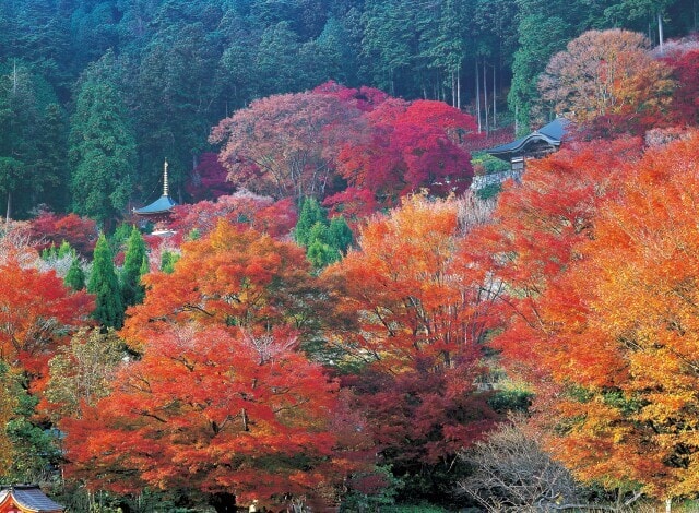 紅葉 見ごろ 勝尾寺 大阪府 の観光イベント情報 ゆこゆこ 紅葉 見ごろ 勝尾寺 大阪府 の観光イベント情報 ゆこゆこ