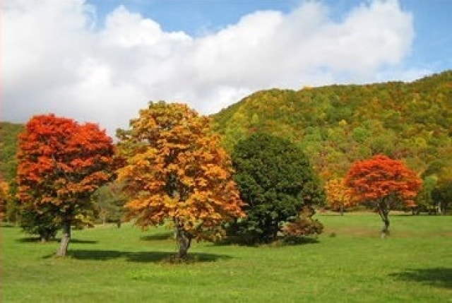 紅葉 見ごろ 笹ヶ峰高原 新潟県 の観光イベント情報 ゆこゆこ