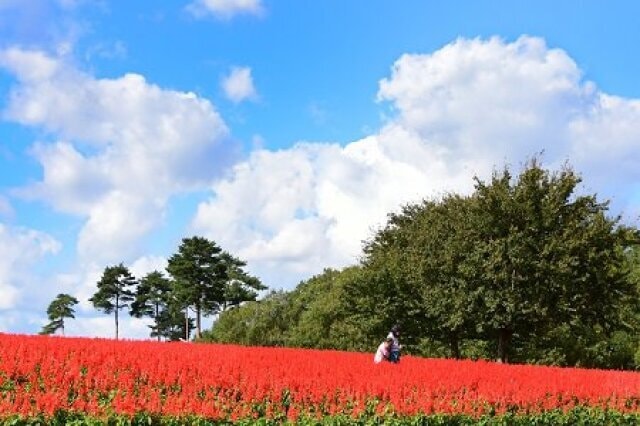 とっとり花回廊 オータムフェスティバル 鳥取県 の観光イベント情報 ゆこゆこ