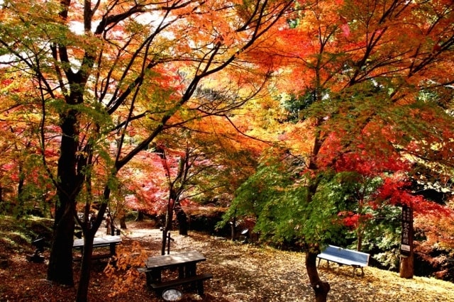 紅葉 見ごろ 宮妻峡 水沢もみじ谷 三重県 の観光イベント情報 ゆこゆこ