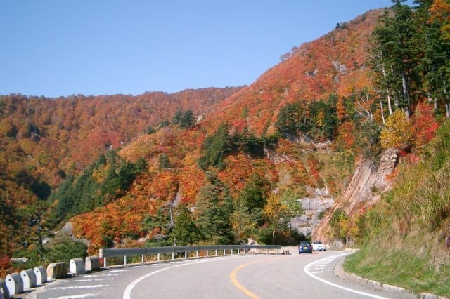 紅葉 見ごろ 石川県 白山市 白山白川郷ホワイトロード 石川県 の観光イベント情報 ゆこゆこ