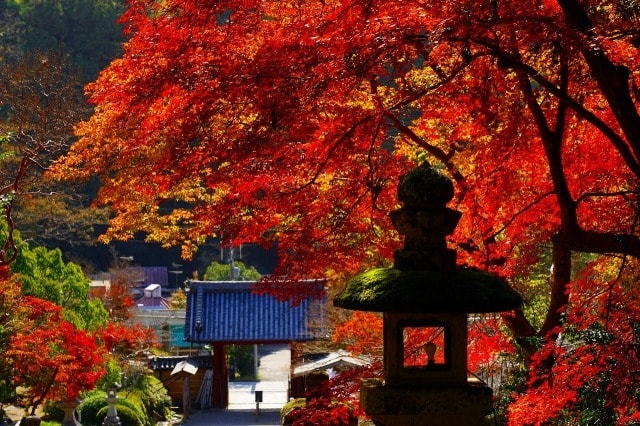 紅葉 見ごろ 観心寺 大阪府 の観光イベント情報 ゆこゆこ