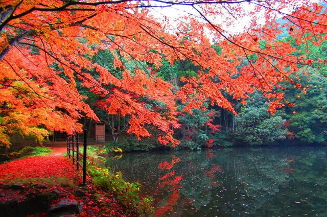 紅葉 見ごろ 白馬渓 大分県 の観光イベント情報 ゆこゆこ