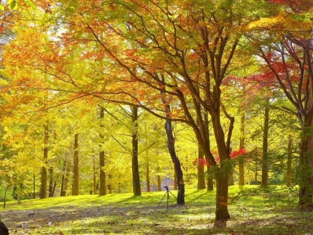 紅葉 見ごろ 国営武蔵丘陵森林公園 イチョウ 埼玉県 の観光イベント情報 ゆこゆこ