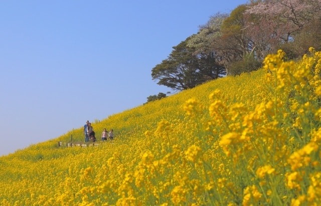 花 見ごろ マザー牧場 菜の花 千葉県 の観光イベント情報 ゆこゆこ