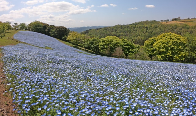 花 見ごろ マザー牧場 ネモフィラ 千葉県 の観光イベント情報 ゆこゆこ