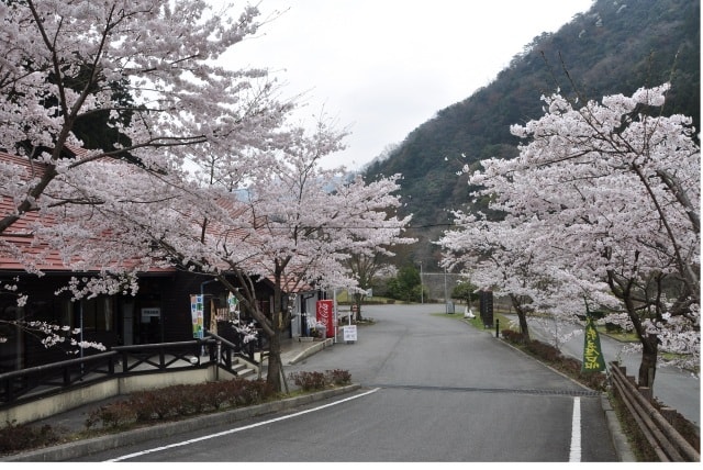 桜 見ごろ ふれあいパーク大原湖 山口県 の観光イベント情報 ゆこゆこ