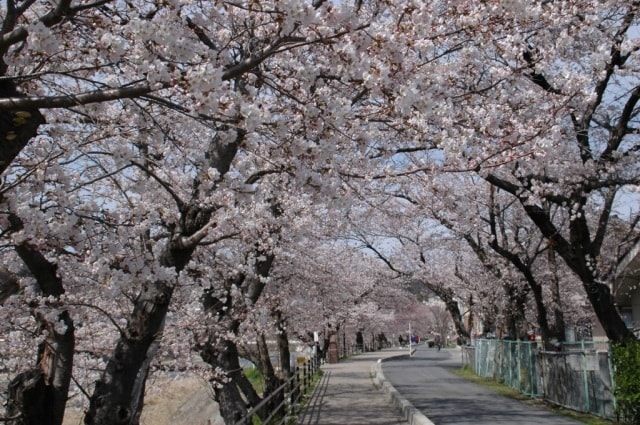 桜 見ごろ さくらさくらのさんぽみち 岐阜県 の観光イベント情報 ゆこゆこ