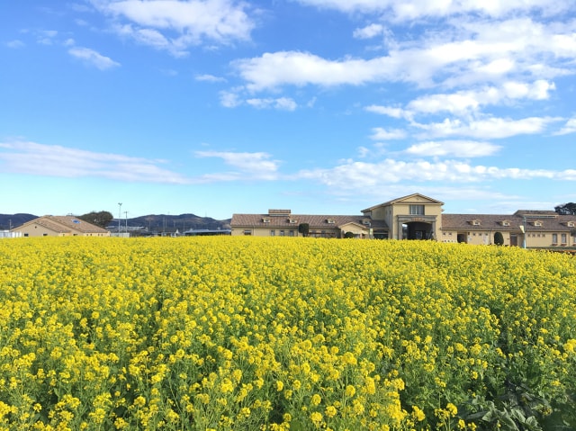 菜の花まつり 神奈川県 の観光イベント情報 ゆこゆこ