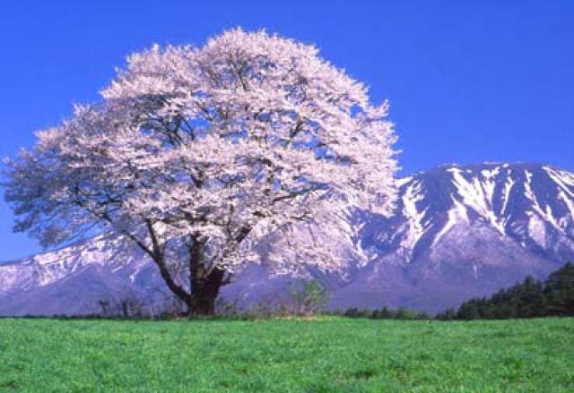 桜 見ごろ 小岩井農場 岩手県 の観光イベント情報 ゆこゆこ
