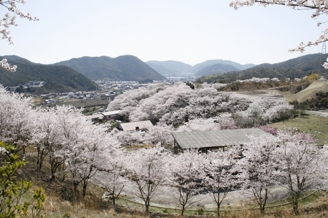 桜 見ごろ 山麓窯 山一面の桜 岡山県 の観光イベント情報 ゆこゆこ