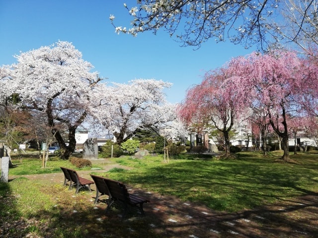 桜 見ごろ ぎんどろ公園 岩手県 の観光イベント情報 ゆこゆこ