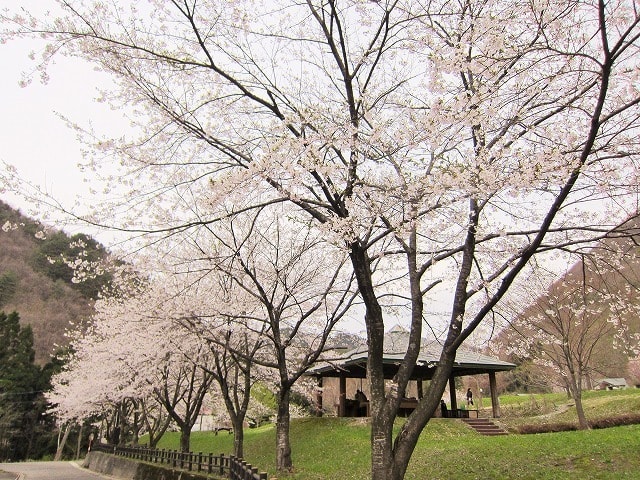 桜 見ごろ ベニヤマ自然パーク 秋田県 の観光イベント情報 ゆこゆこ