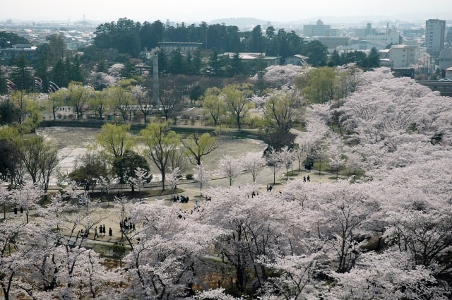 桜 見ごろ 開成山公園 開成山大神宮 福島県 の観光イベント情報 ゆこゆこ