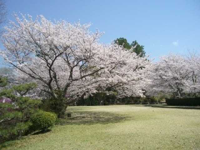 桜 見ごろ 杉村公園 和歌山県 の観光イベント情報 ゆこゆこ
