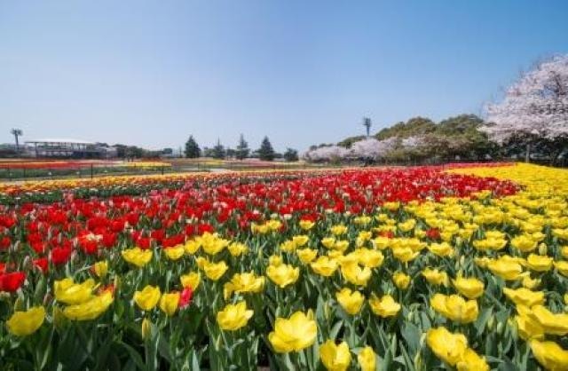 なばなの里 チューリップまつり 三重県 の観光イベント情報 ゆこゆこ