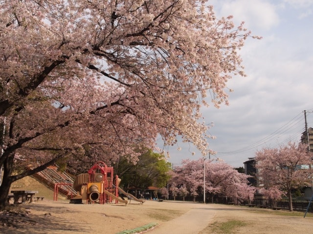 桜 見ごろ 服部緑地 大阪府 の観光イベント情報 ゆこゆこ