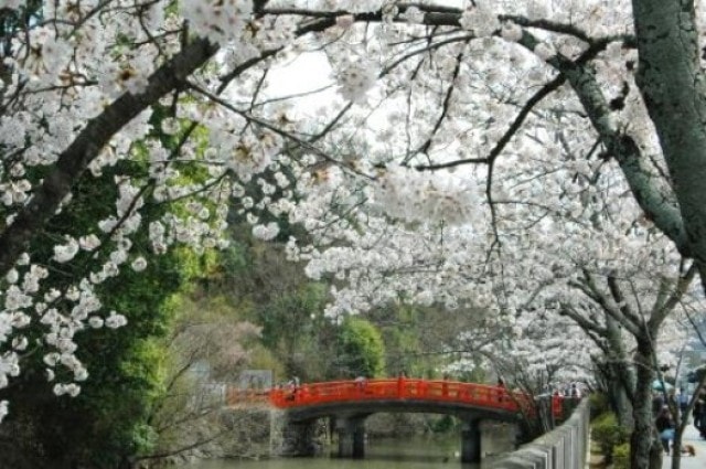 桜 見ごろ 武田神社 山梨県 の観光イベント情報 ゆこゆこ