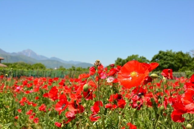 花 見ごろ 岩森の花畑 ポピー 山梨県 の観光イベント情報 ゆこゆこ