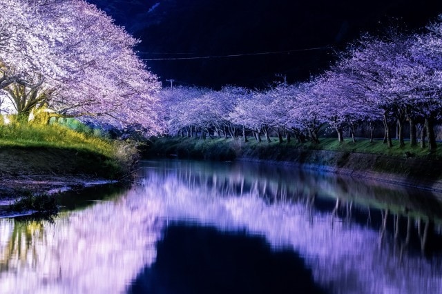 桜 見ごろ 伊豆松崎町 静岡県 の観光イベント情報 ゆこゆこ