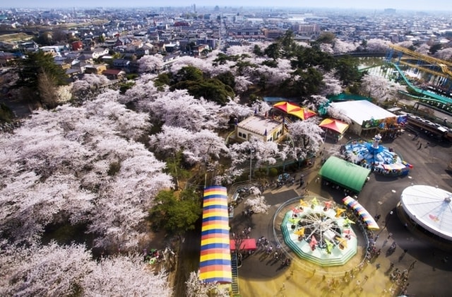 華蔵寺公園花まつり 群馬県 の観光イベント情報 ゆこゆこ