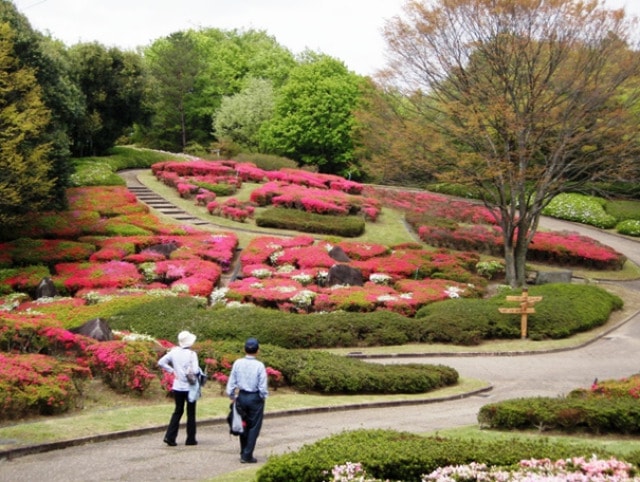 花 見ごろ 錦織公園 つつじの丘 大阪府 の観光イベント情報 ゆこゆこ