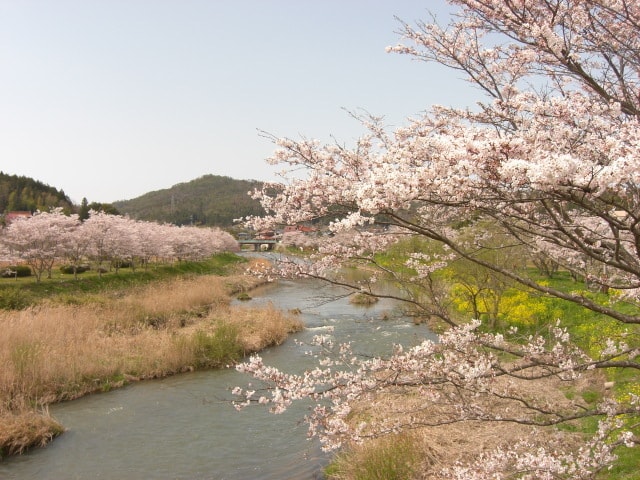 桜 見ごろ 白竜湖 広島県 の観光イベント情報 ゆこゆこ